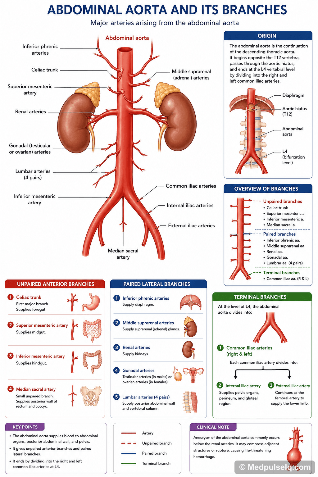 Abdominal aorta branches — Anatomy