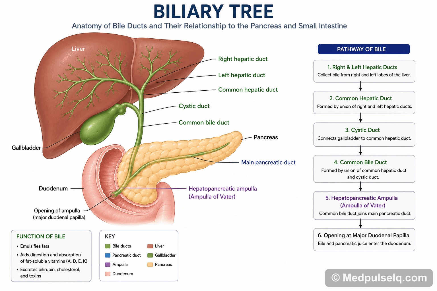 Biliary tree — Anatomy