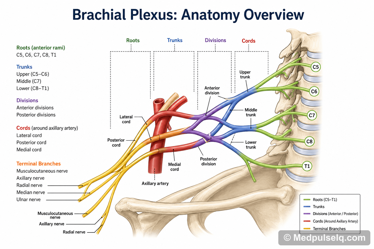 Brachial plexus — Anatomy