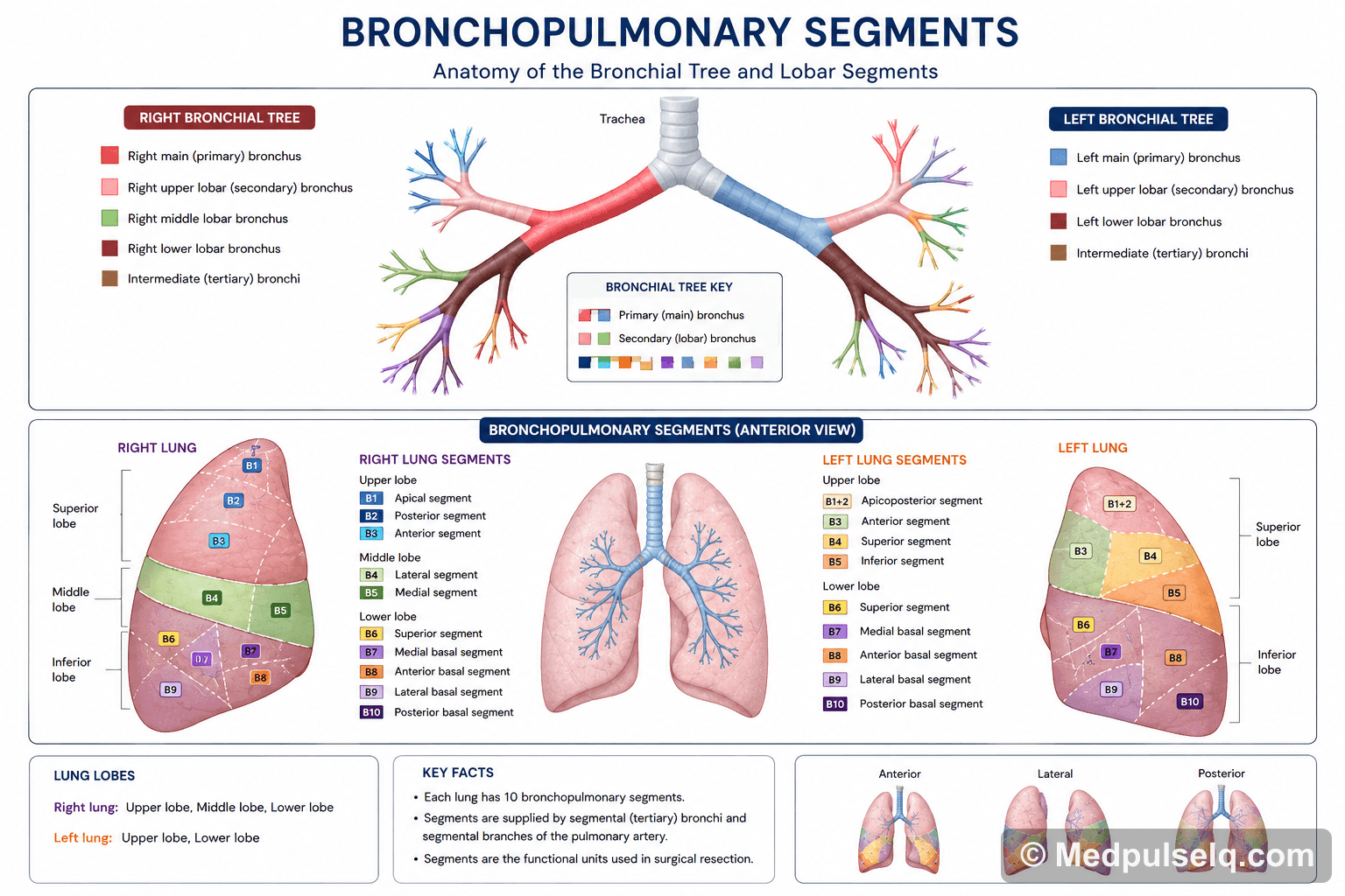 Bronchopulmonary segments — Anatomy