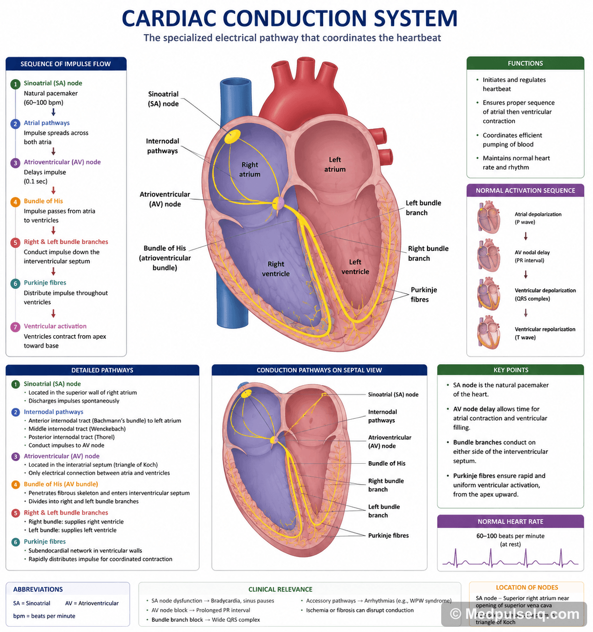 Cardiac conduction system — Anatomy