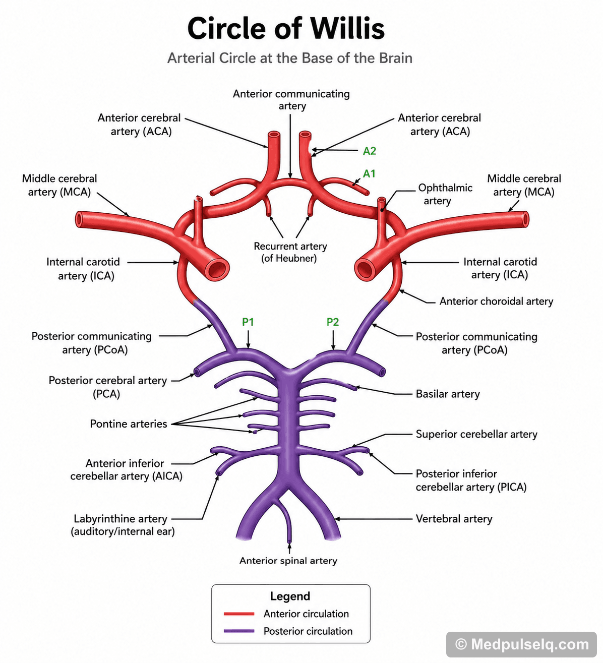 Circle of Willis — Anatomy