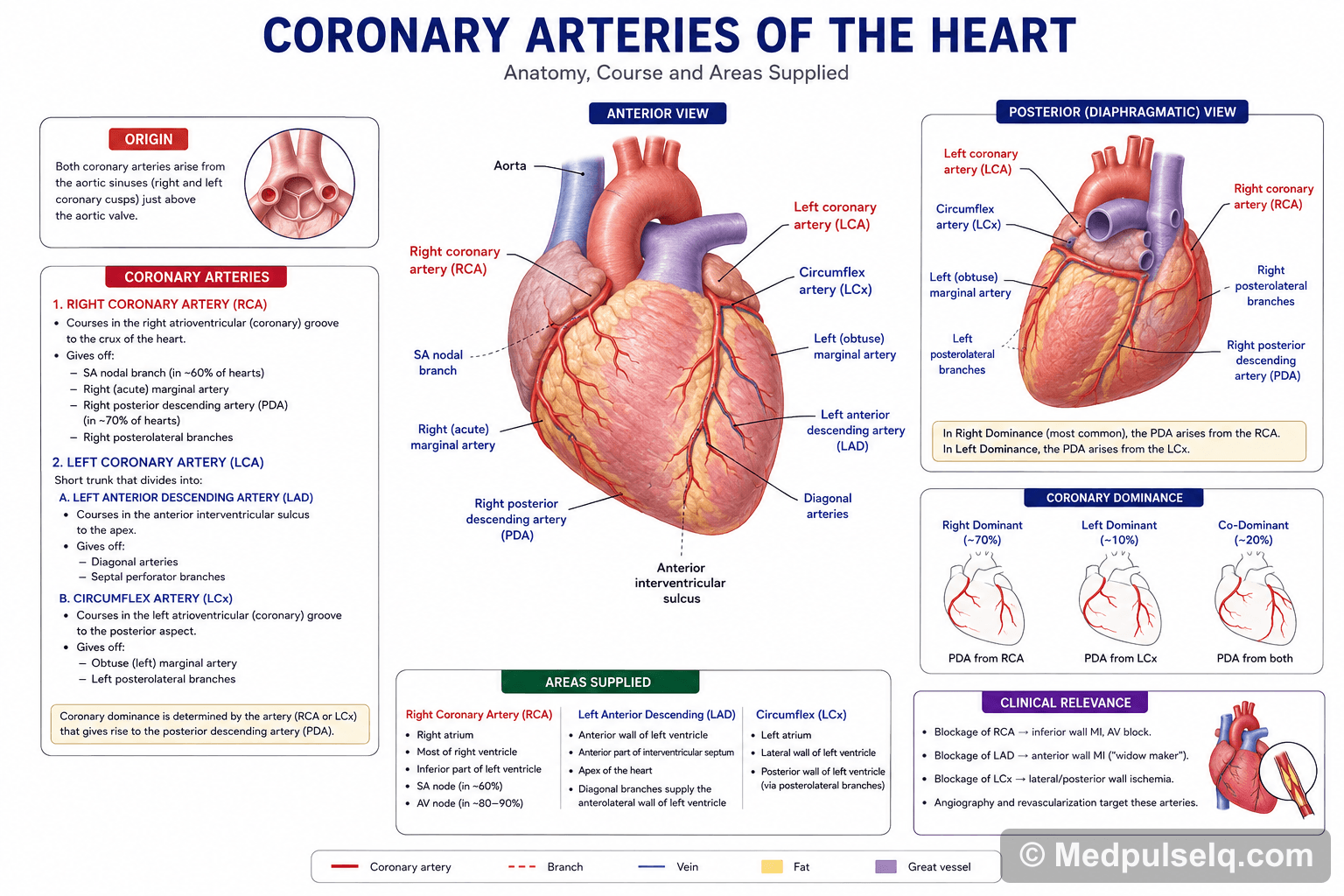 Coronary arteries — Anatomy