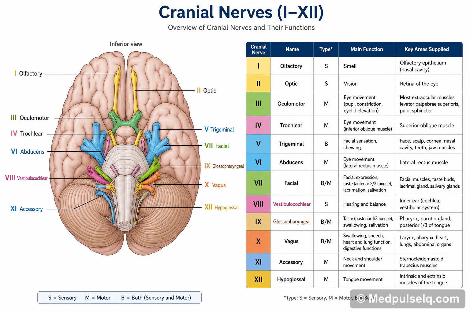 Cranial nerves — Anatomy