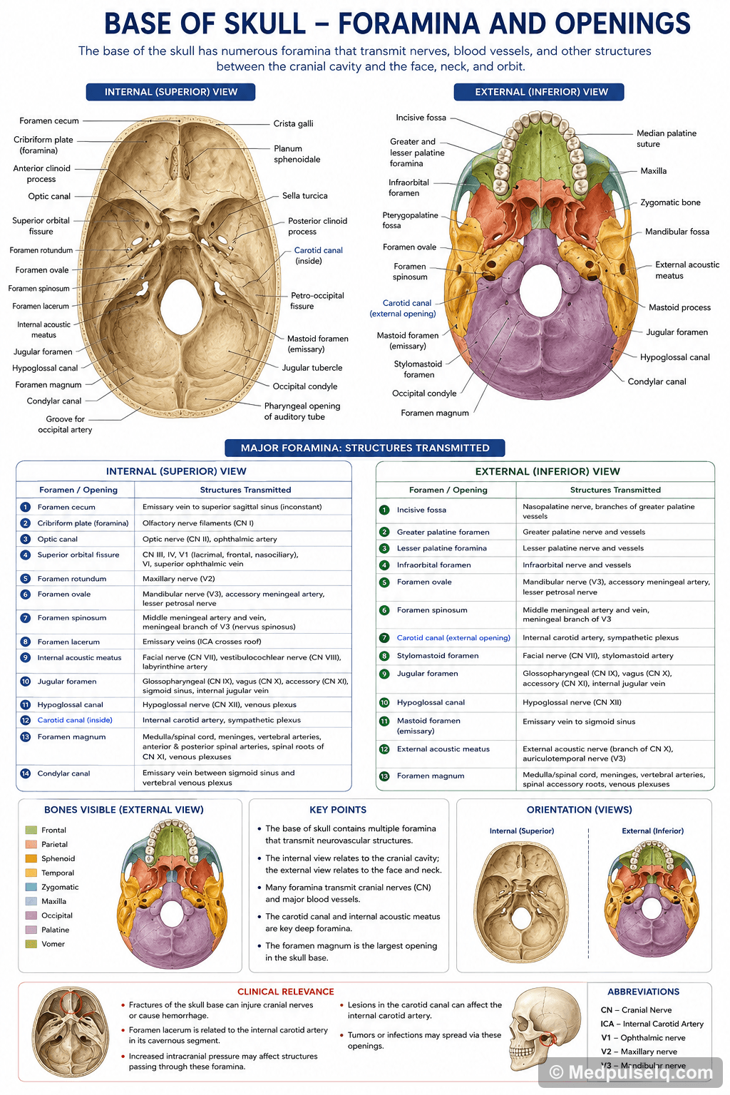 Base of skull foramina — Anatomy