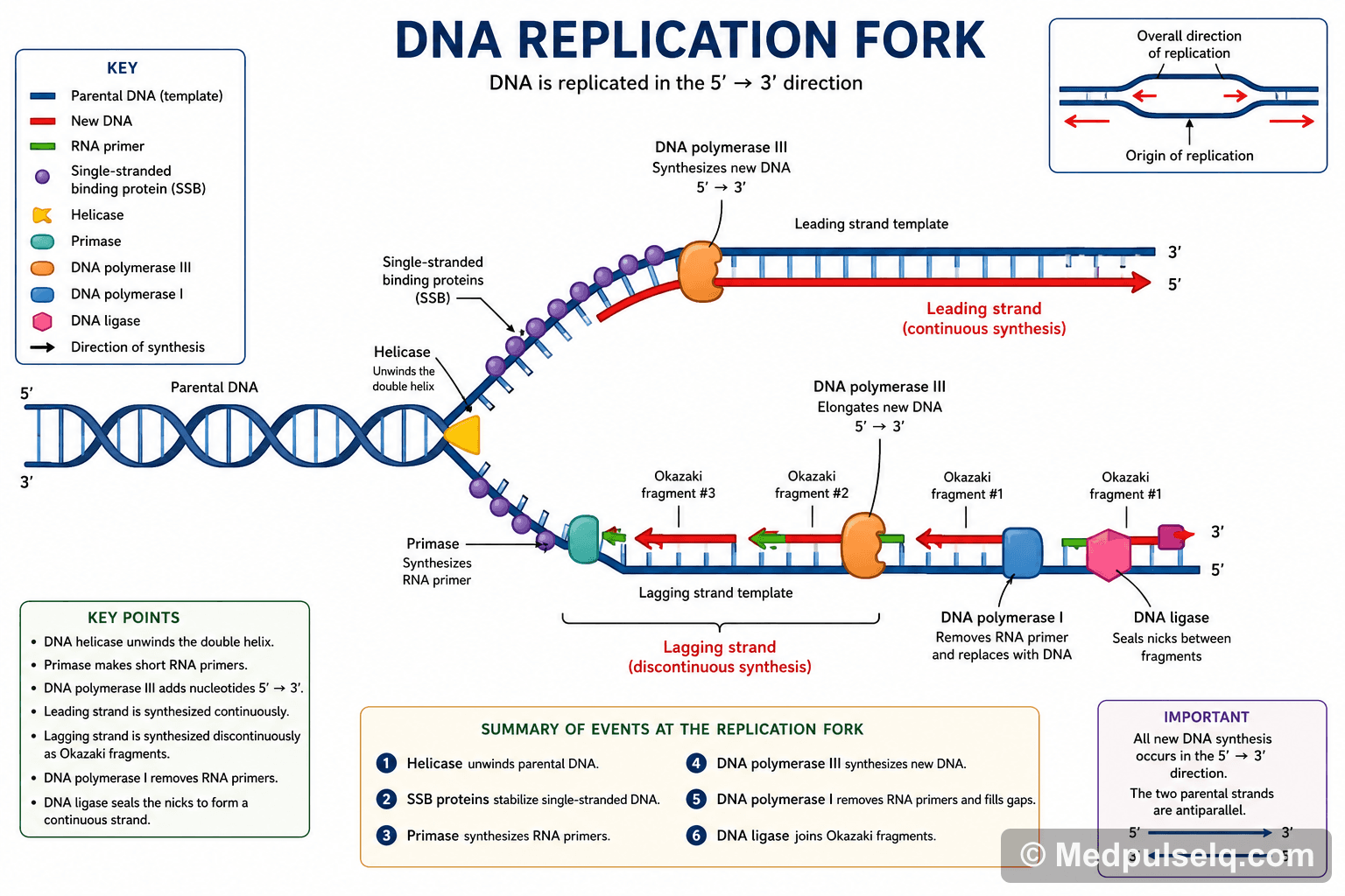 DNA replication fork — Biochemistry
