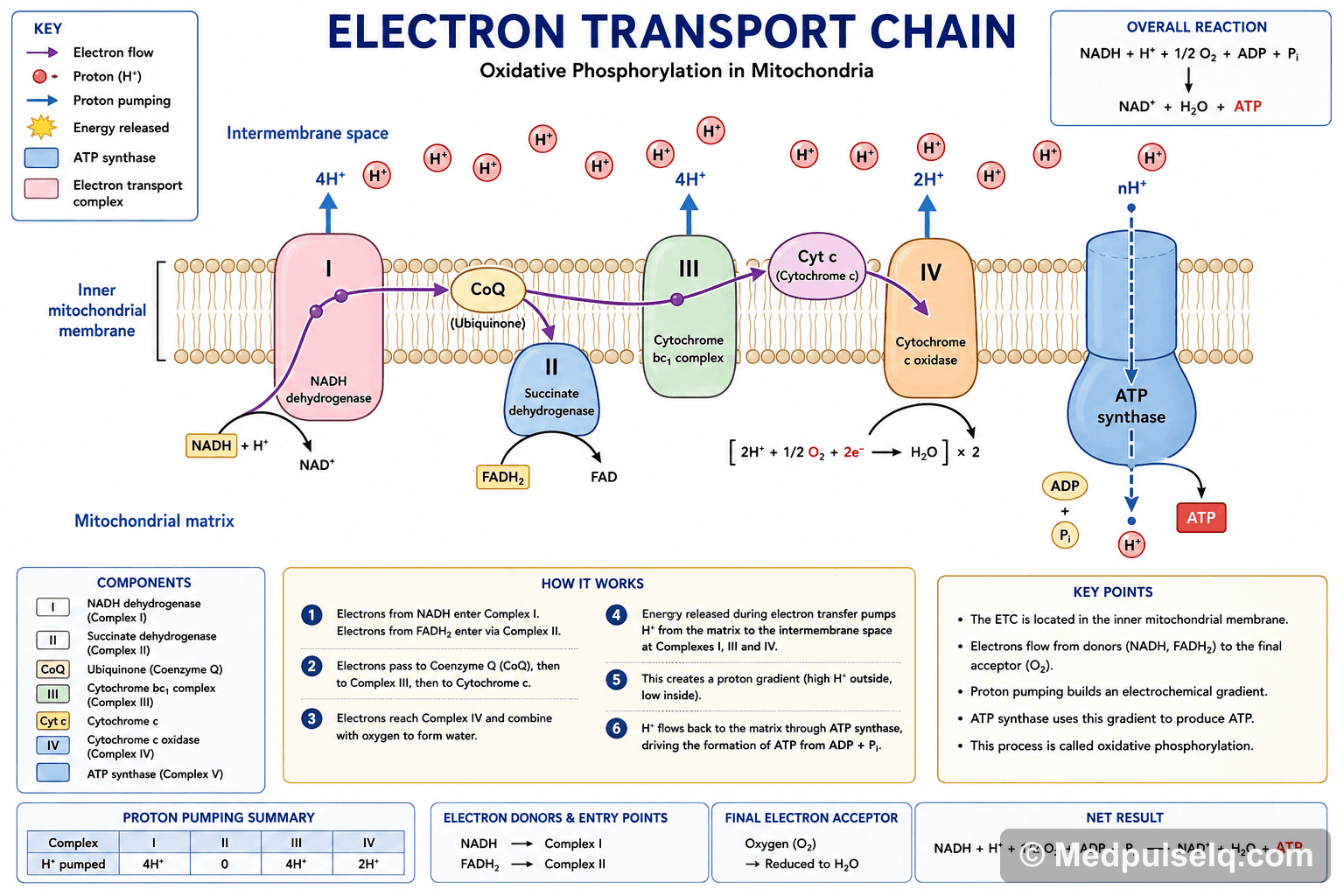 Electron transport chain — Biochemistry