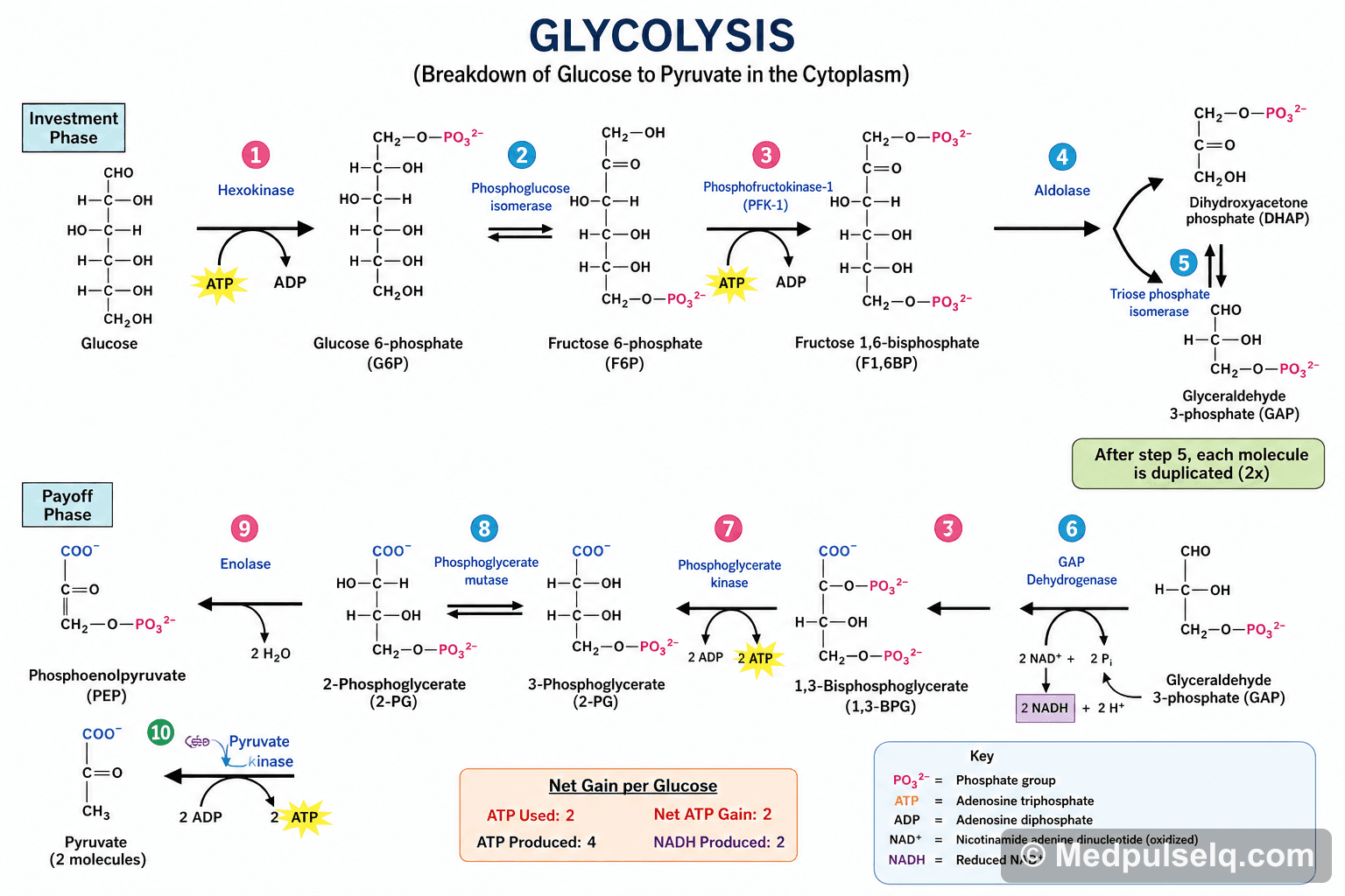 Glycolysis — Biochemistry