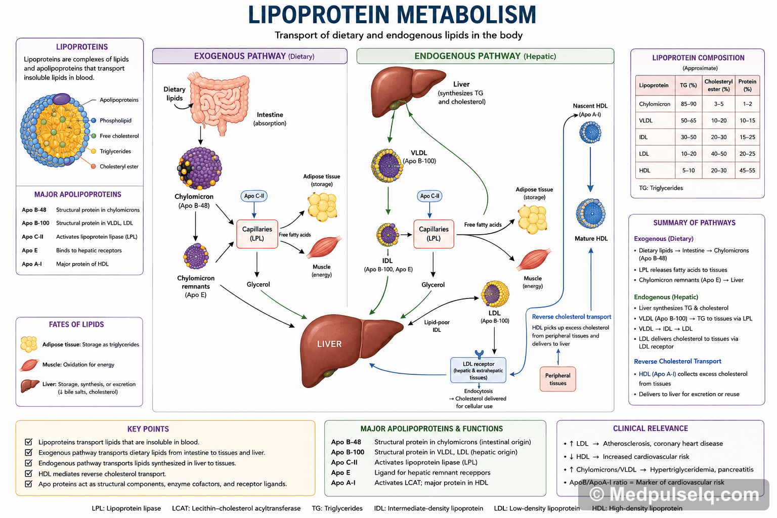 Lipoprotein metabolism — Biochemistry