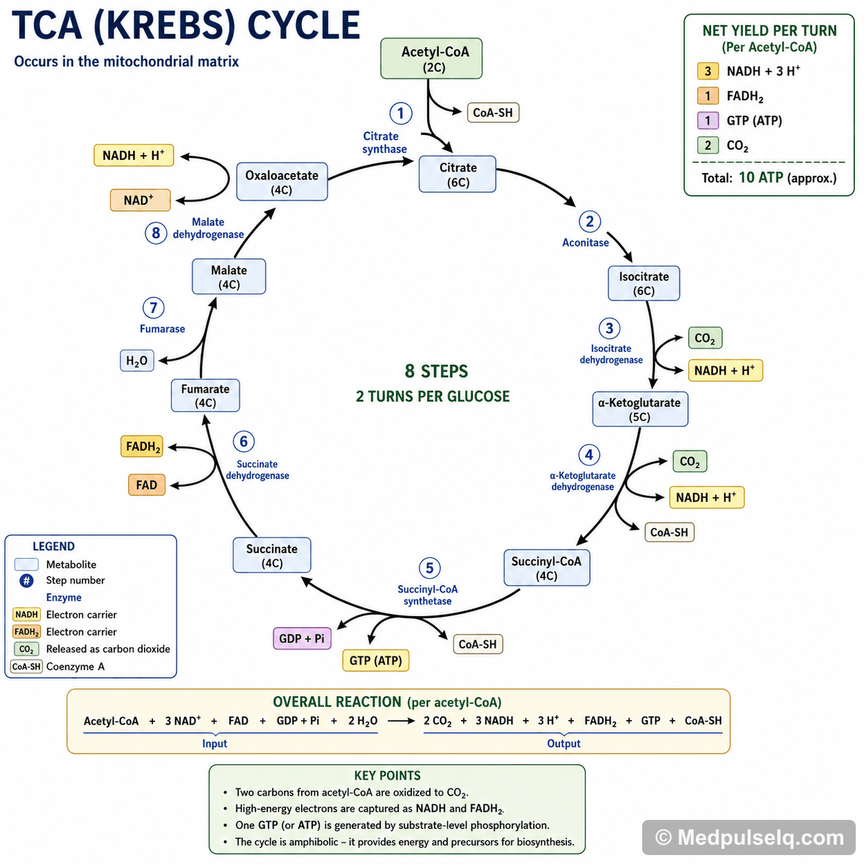 TCA (Krebs) cycle — Biochemistry