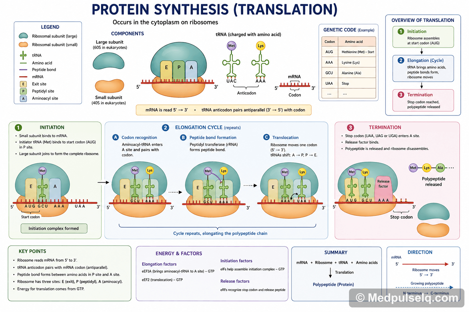 Protein synthesis (translation) — Biochemistry