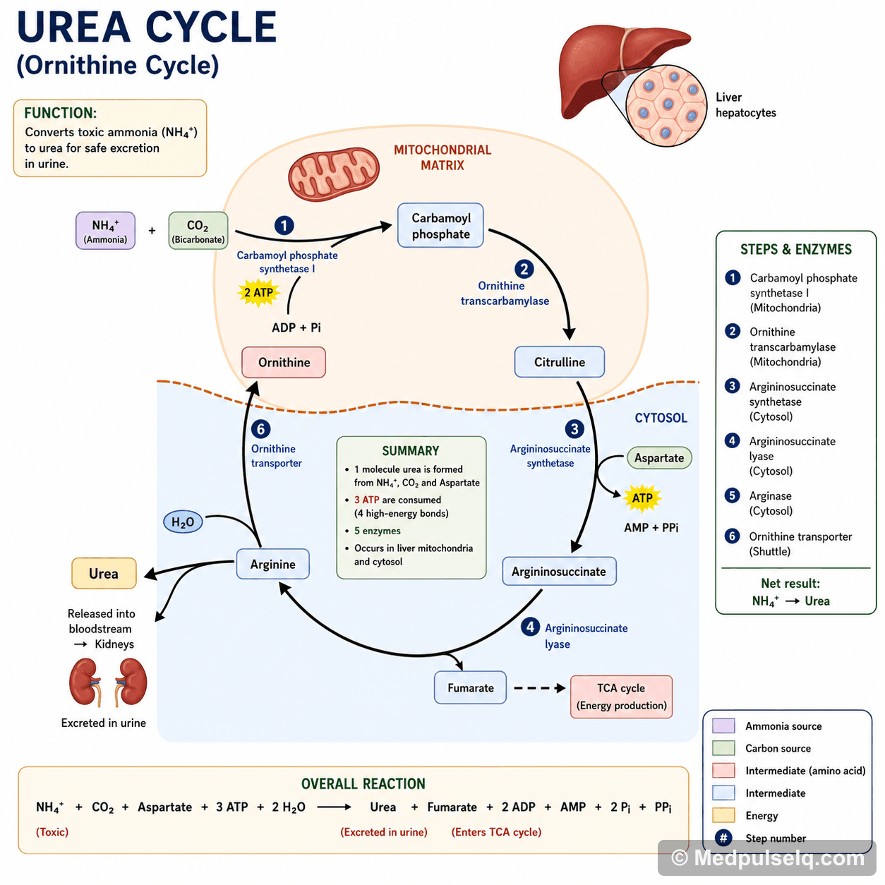 Urea cycle — Biochemistry
