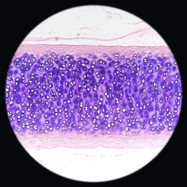 Hyaline cartilage — photographed field 6