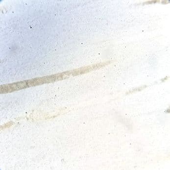 Bone — longitudinal section