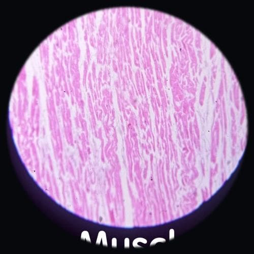 Cardiac muscle — photographed field 10