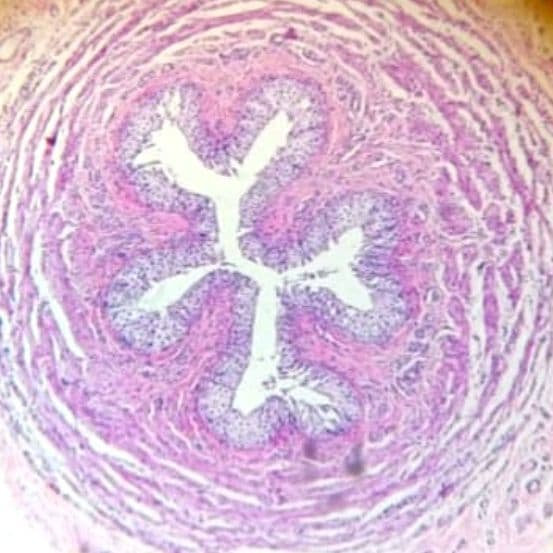 Ureter