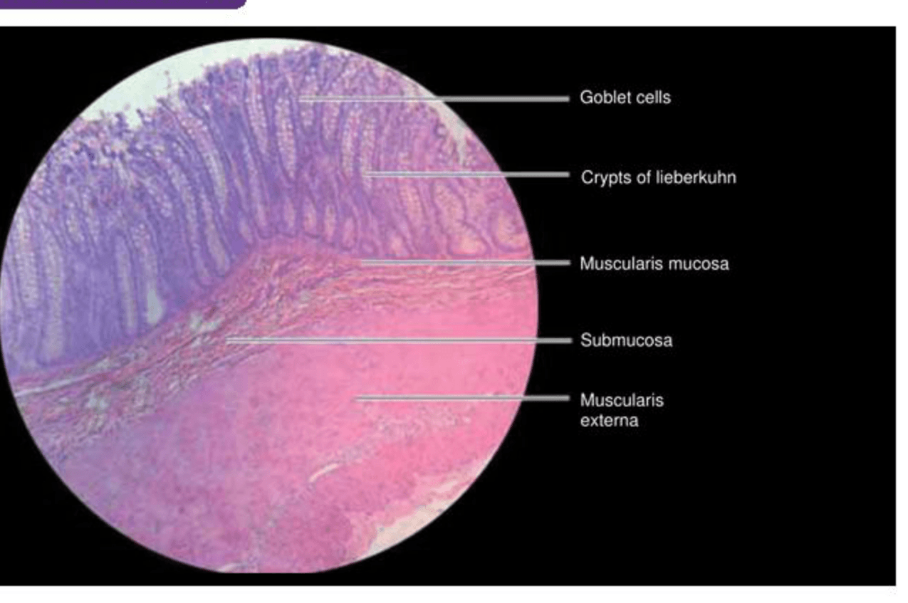 Labelled illustration of Colon