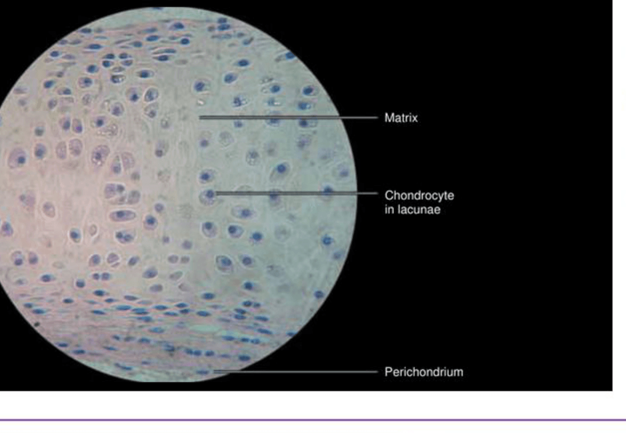 Labelled illustration of Hyaline cartilage