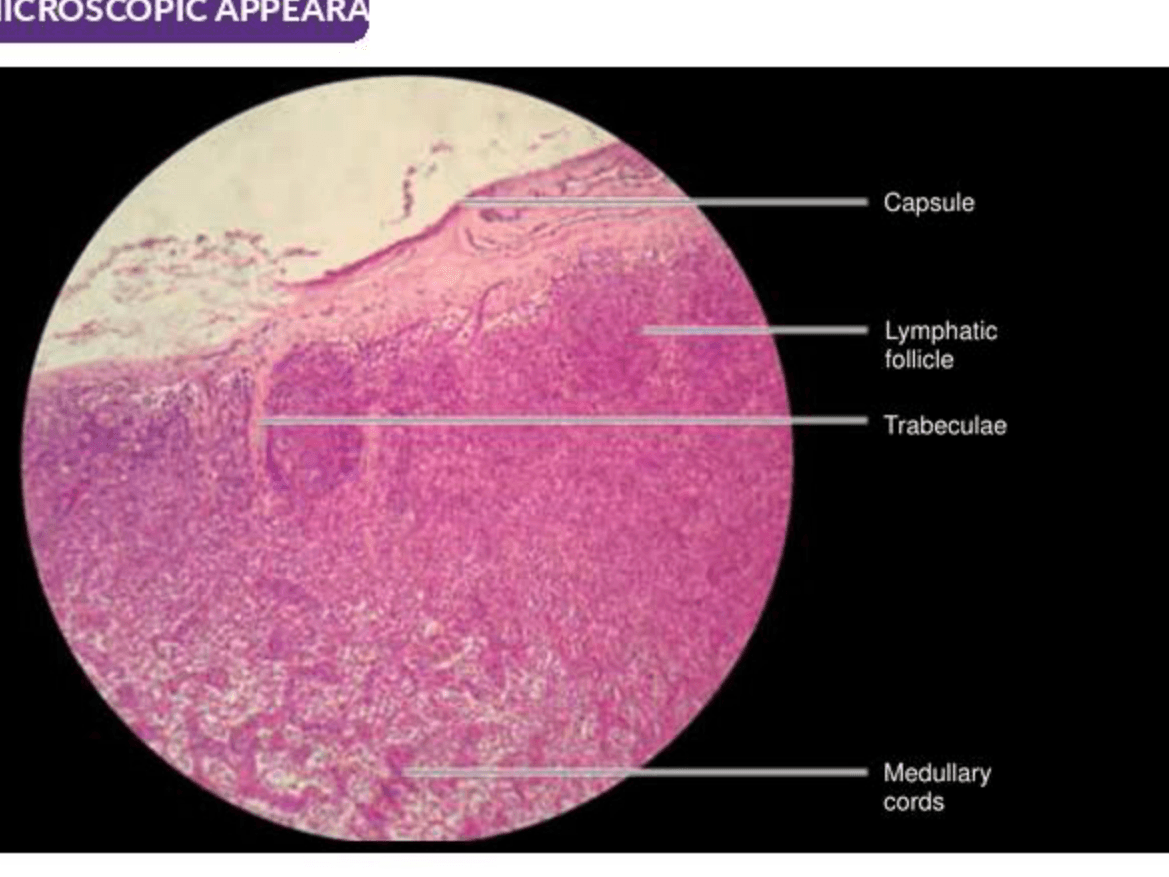 Labelled illustration of Lymph node