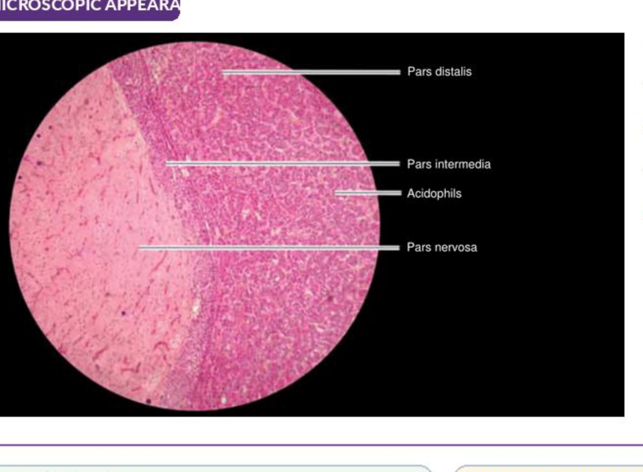 Labelled illustration of Pituitary gland
