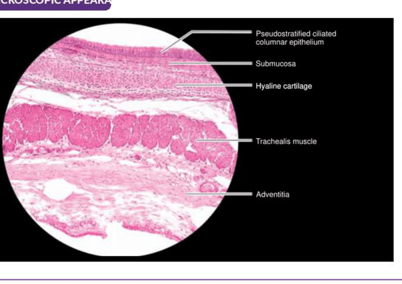 Labelled illustration of Trachea