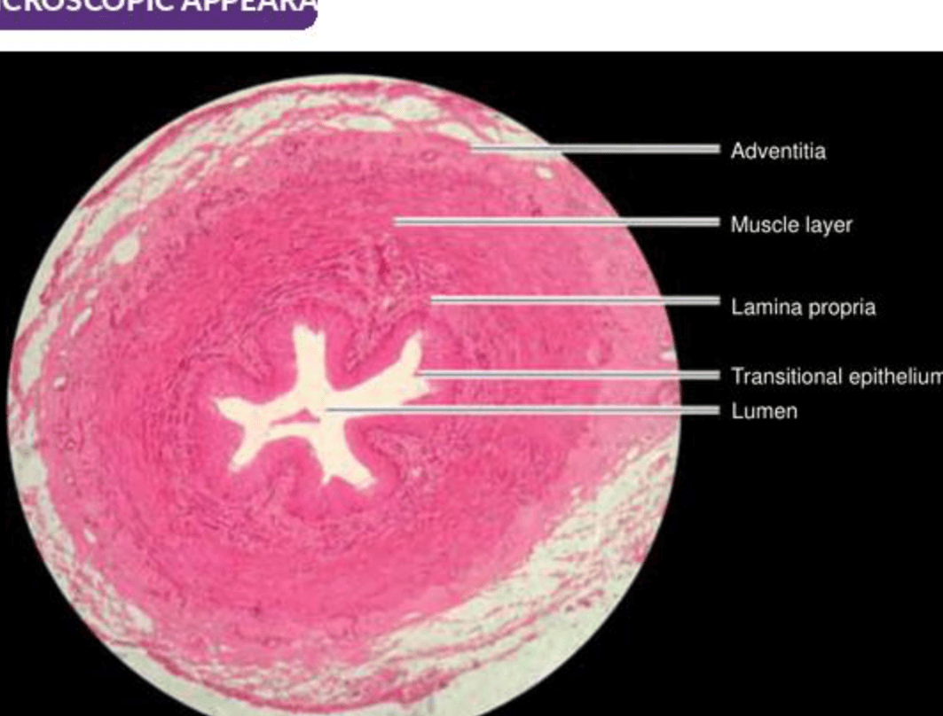 Labelled illustration of Ureter