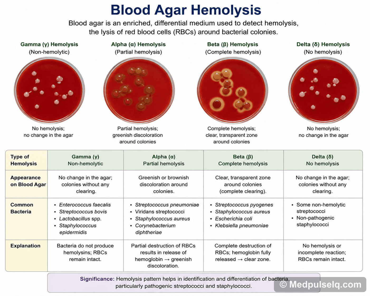 Blood agar haemolysis — Microbiology