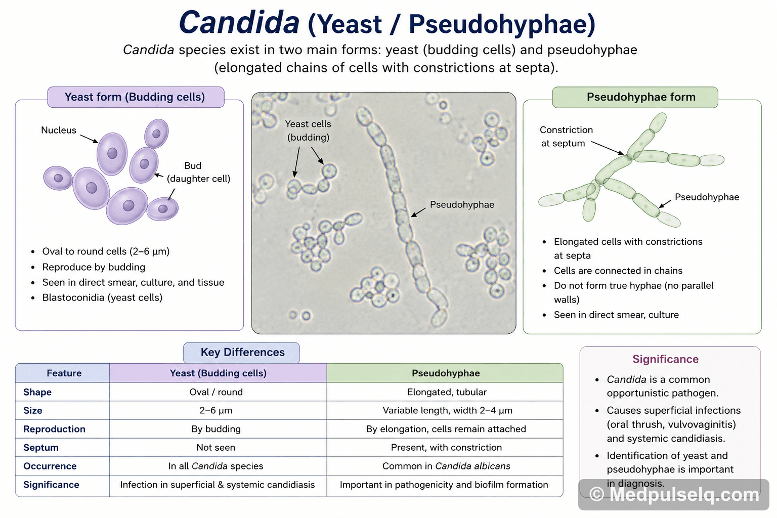 Candida (yeast/pseudohyphae) — Microbiology