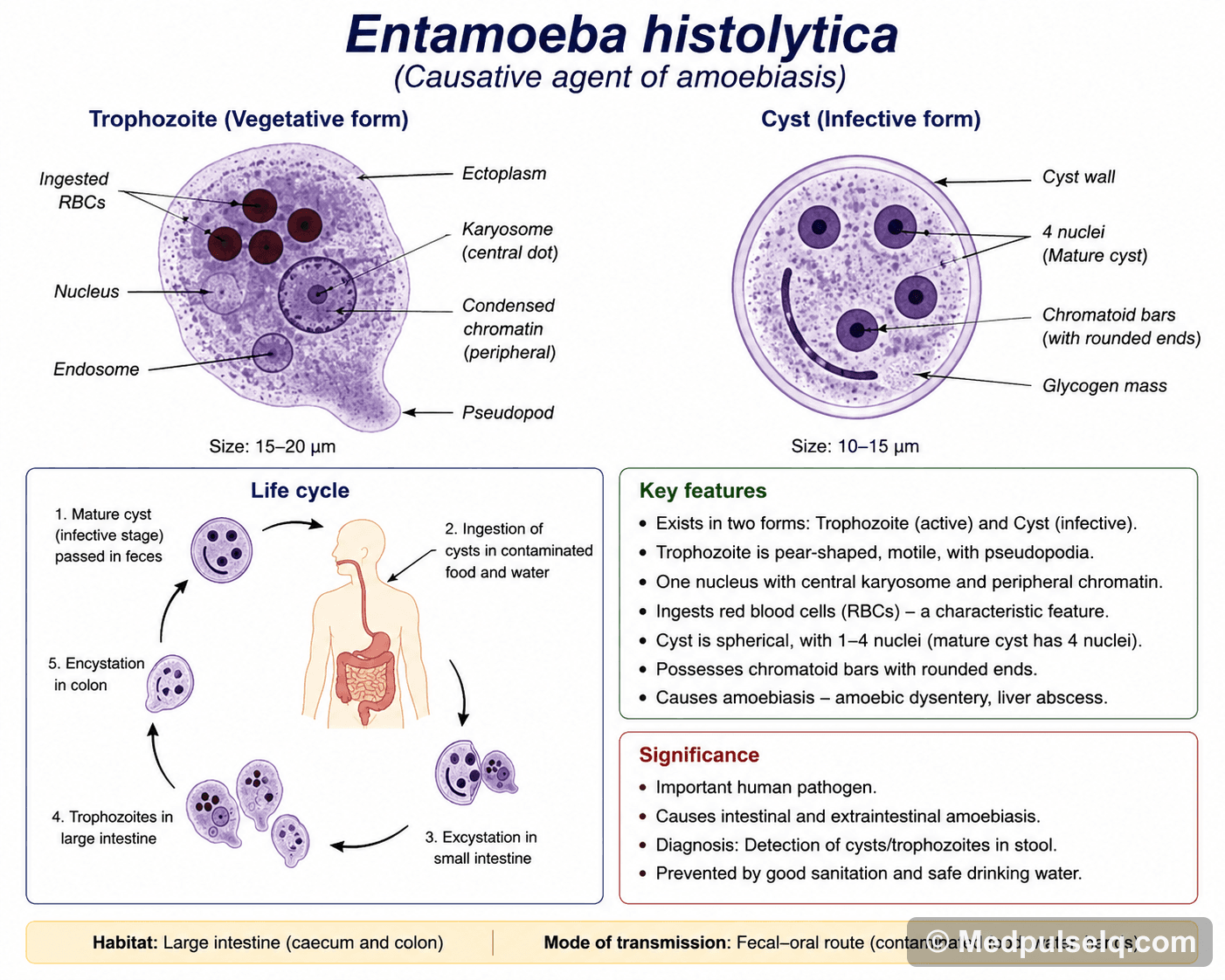 Entamoeba histolytica — Microbiology
