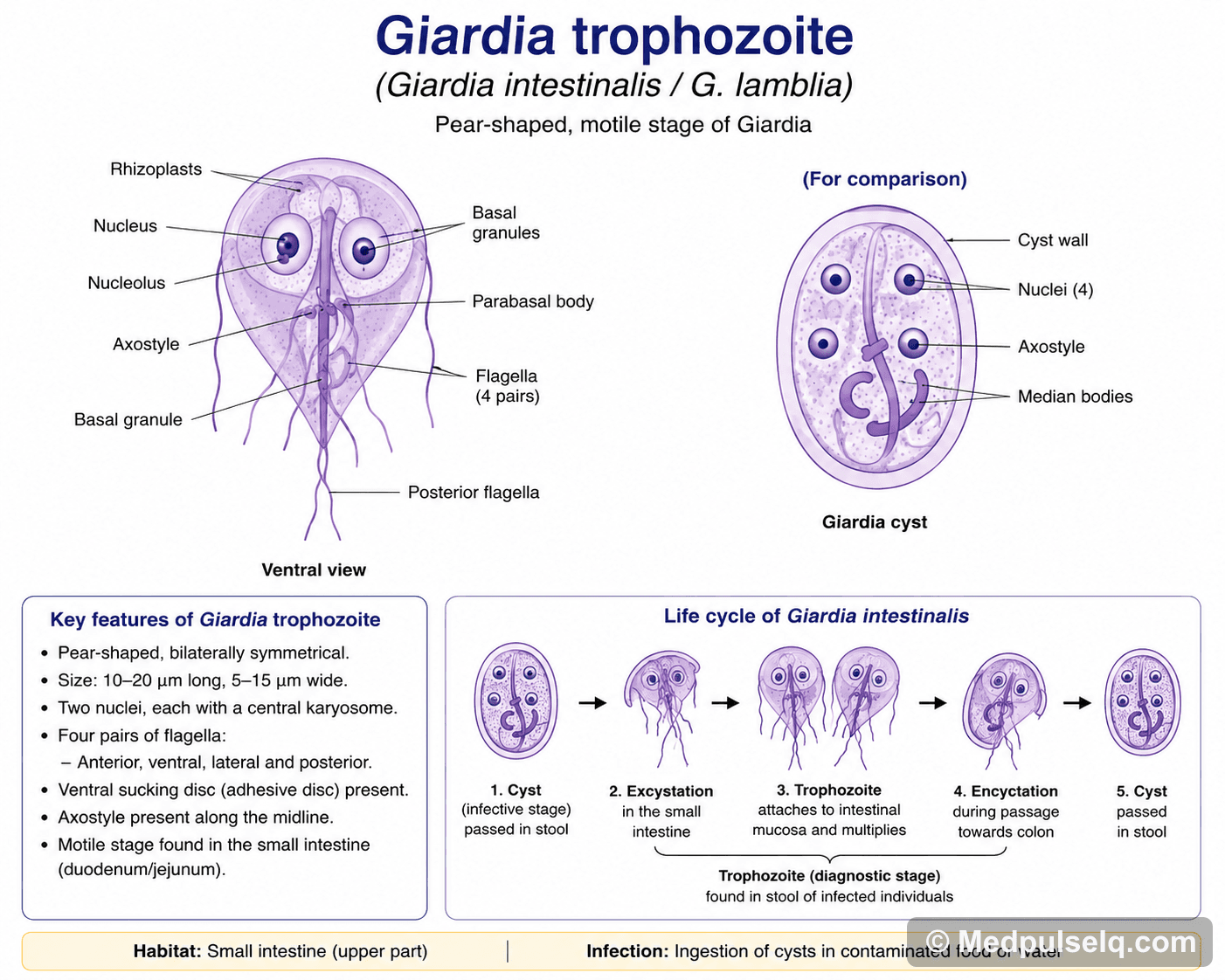 Giardia trophozoite — Microbiology