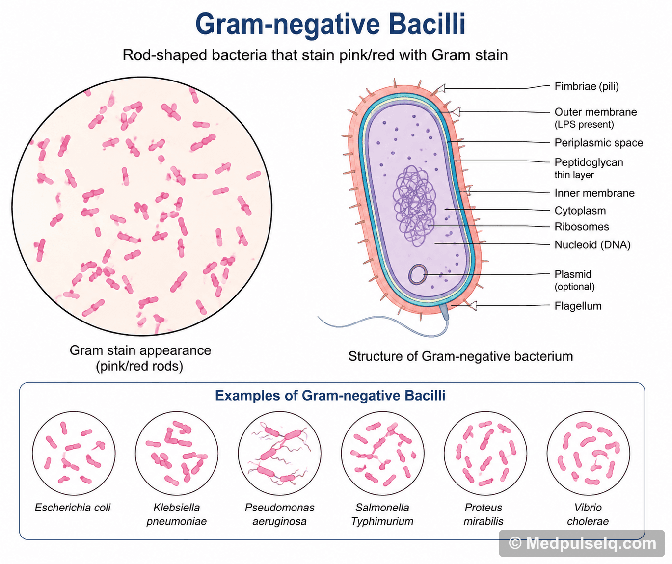 Gram-negative bacilli — Microbiology