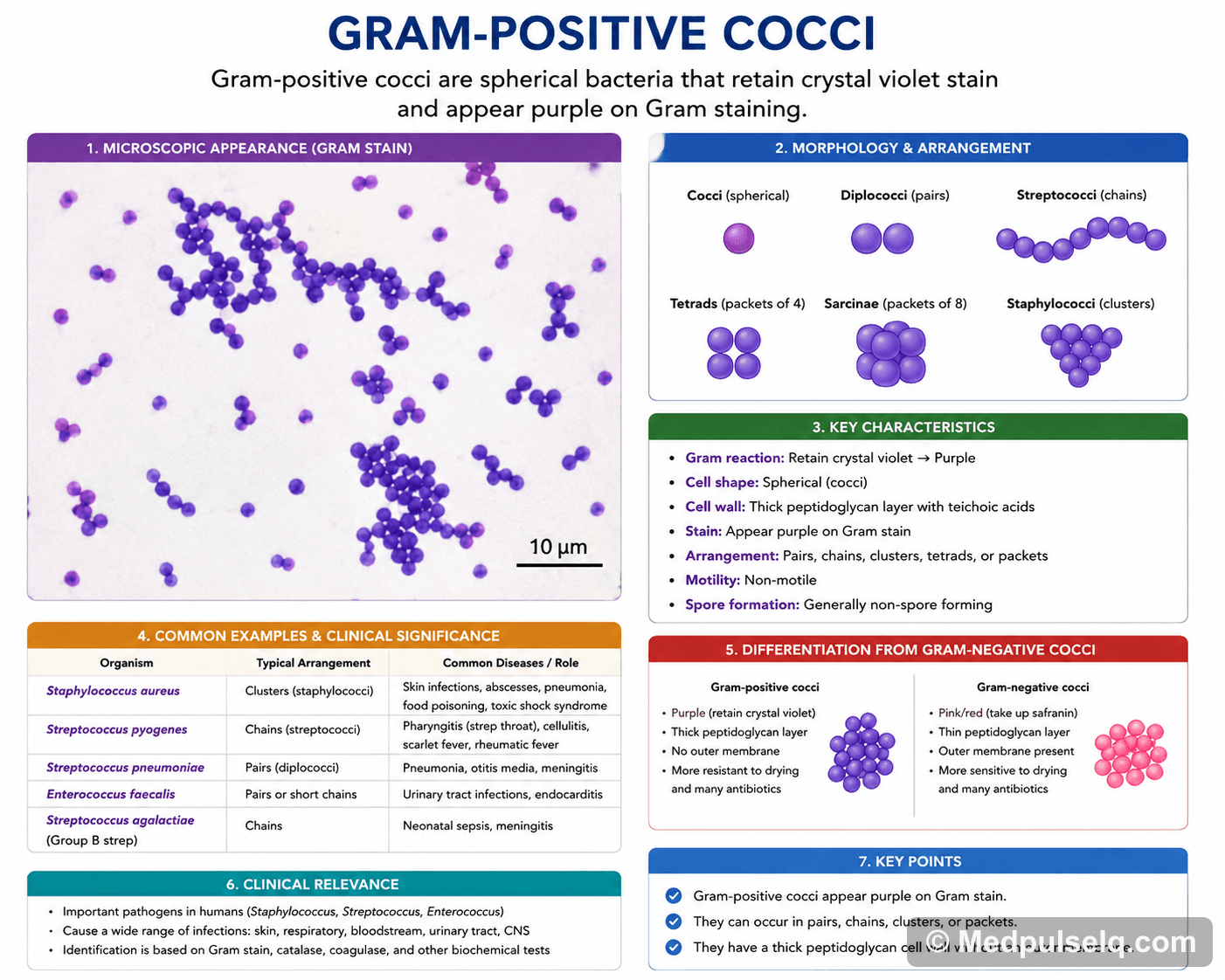 Gram-positive cocci — Microbiology