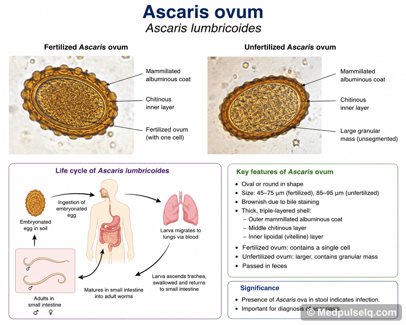 Ascaris ovum — Microbiology