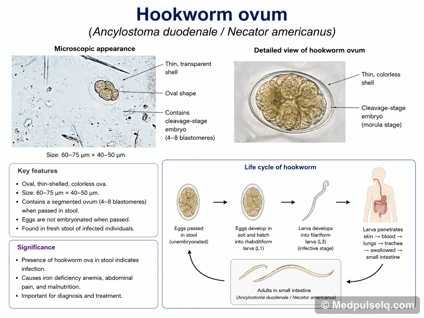 Hookworm ovum — Microbiology