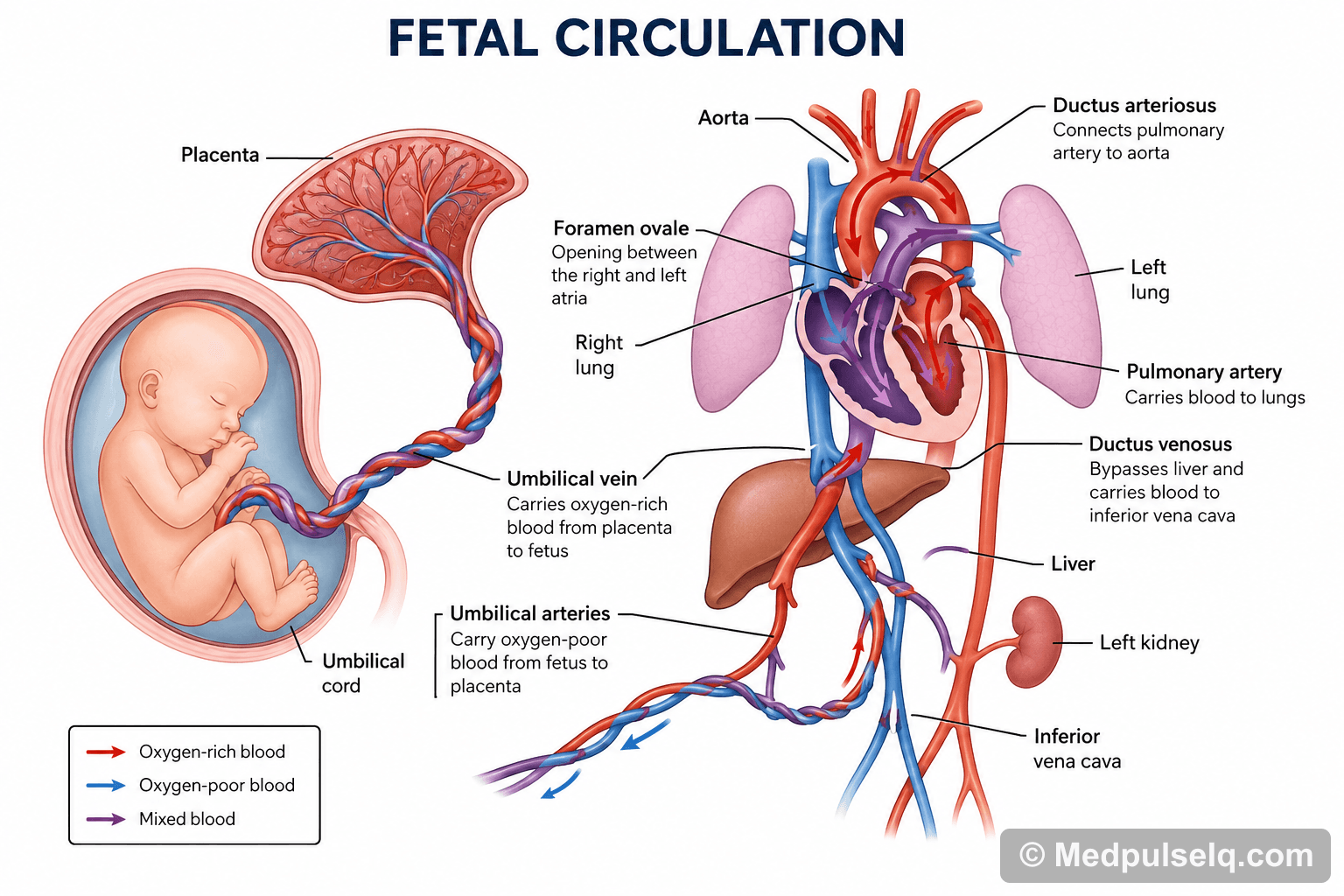 Fetal circulation — Obstetrics & Gynaecology