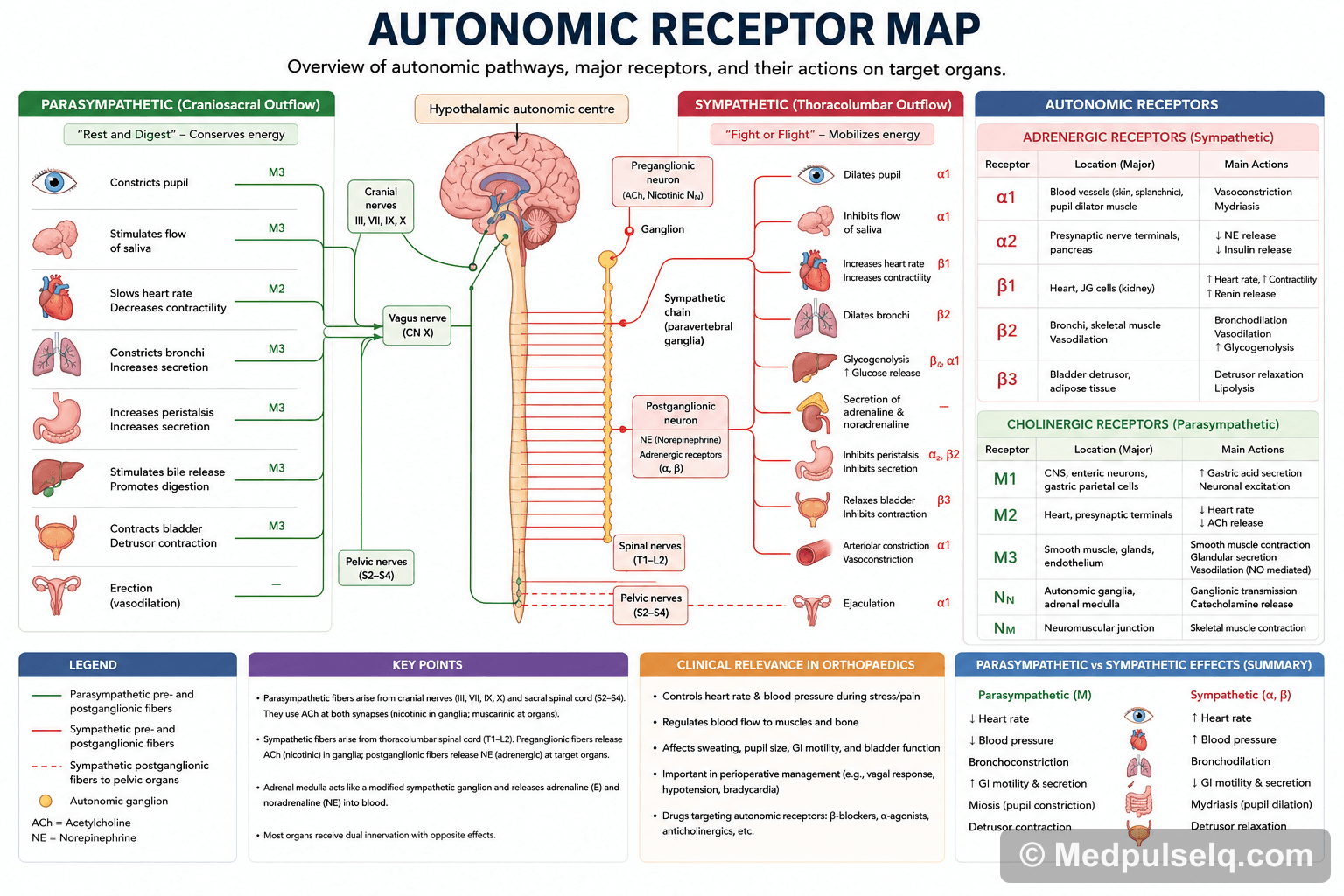Autonomic receptor map — Pharmacology