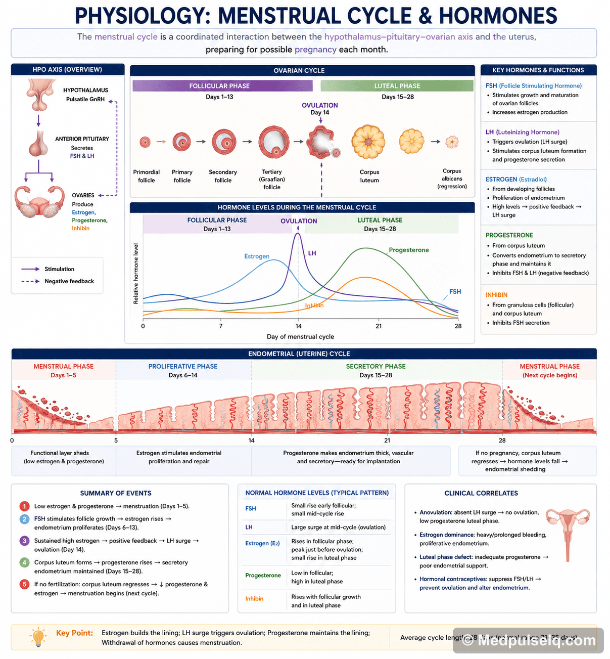 Menstrual cycle hormones — Physiology