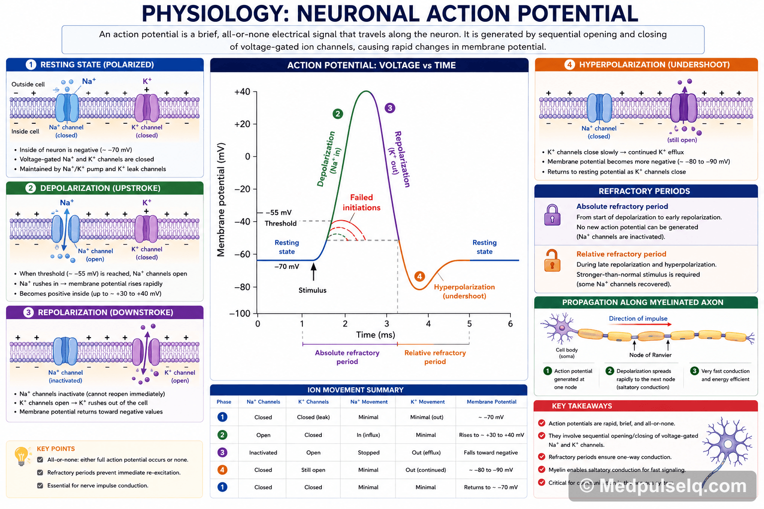 Neuronal action potential — Physiology