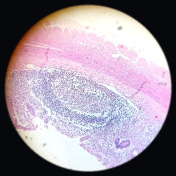 Appendix — photographed field 31