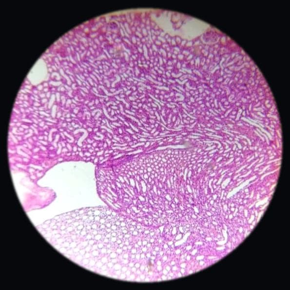 Kidney — photographed field 37