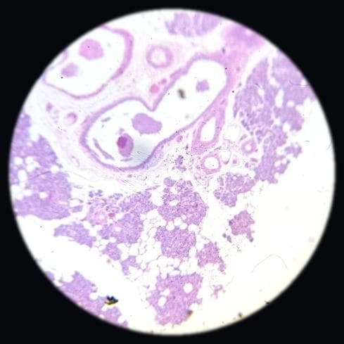 Serous salivary gland — photographed field 50