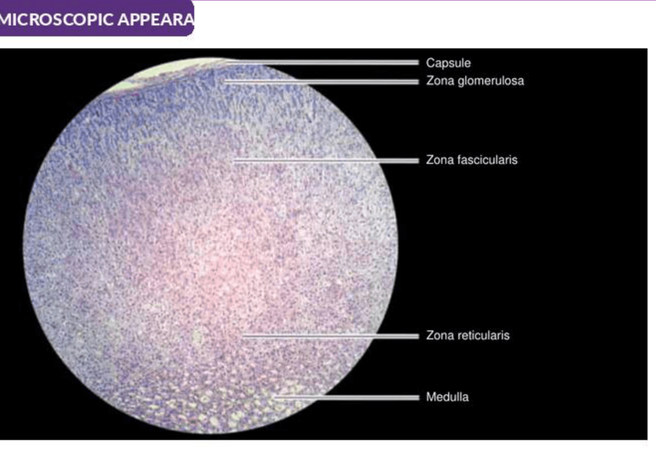 Labelled illustration of Adrenal gland