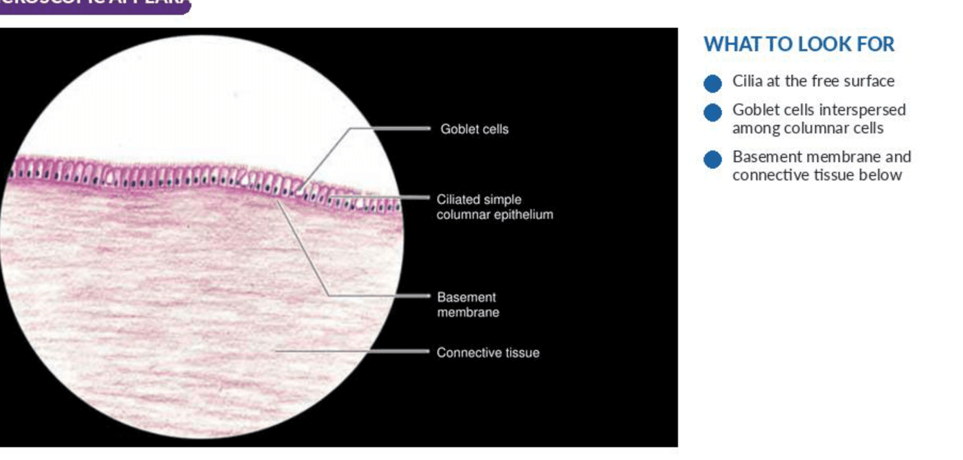 Labelled illustration of Ciliated columnar epithelium with goblet cells