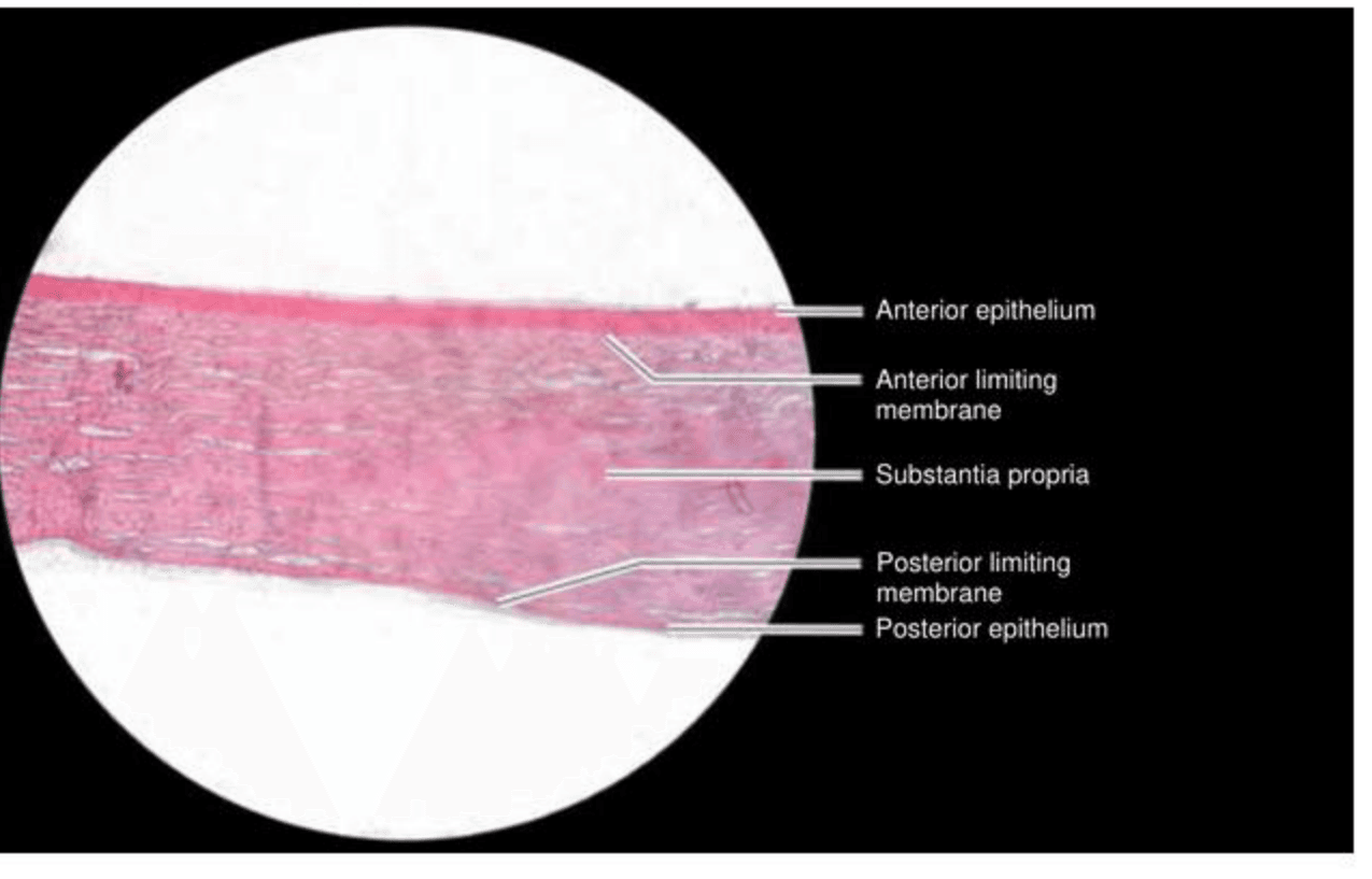 Labelled illustration of Cornea