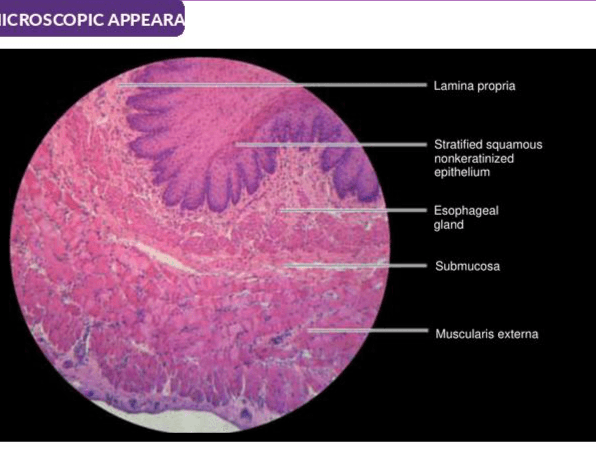 Labelled illustration of Esophagus
