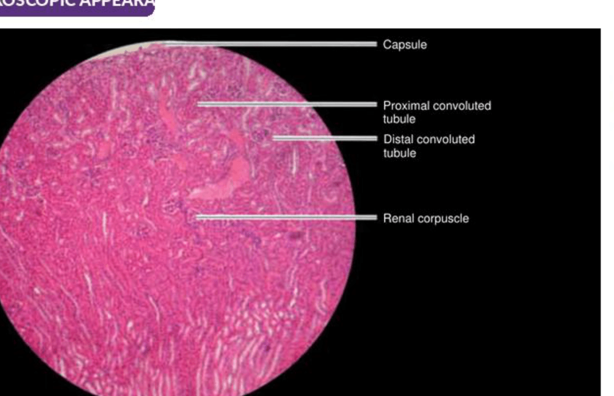Labelled illustration of Kidney