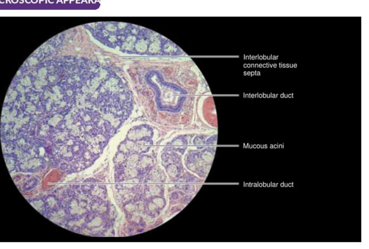 Labelled illustration of Mucous salivary gland