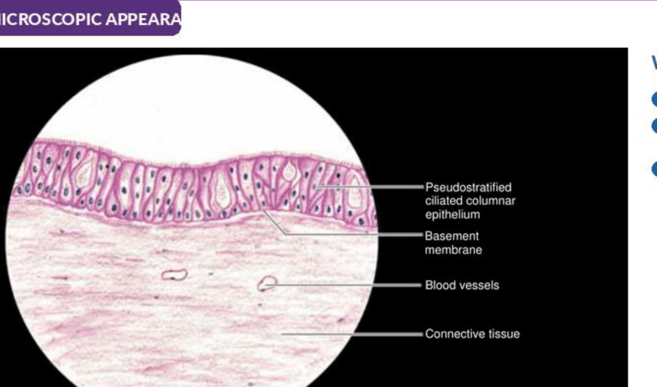 Labelled illustration of Pseudostratified columnar epithelium