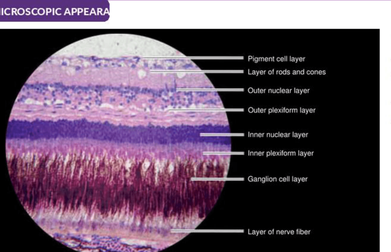 Labelled illustration of Retina