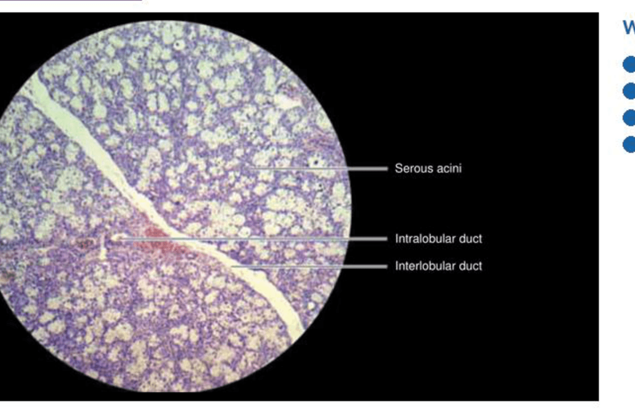 Labelled illustration of Serous salivary gland